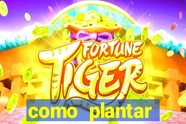como plantar gergelim no vaso